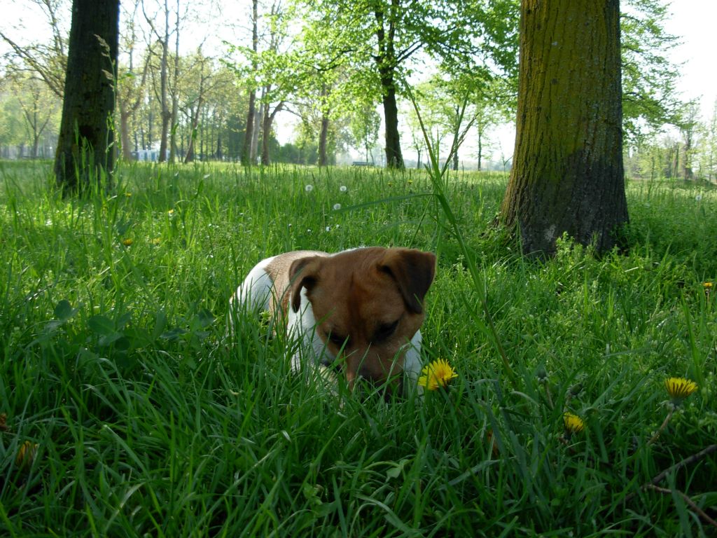 Max